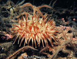 dahlia anemone and brittle starfish by John Naylor 